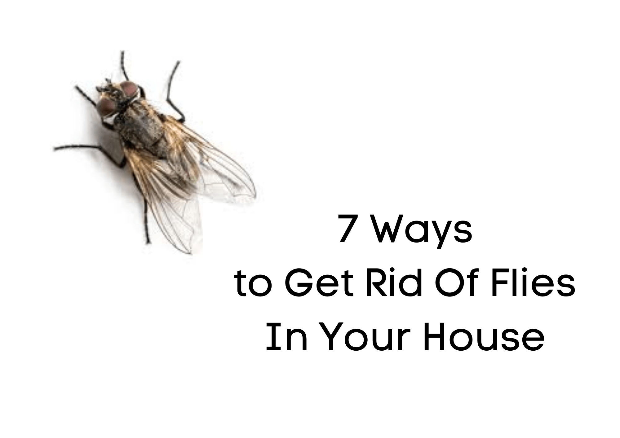 7 Ways To Get Rid Of Flies In Your House Complete Steps TheYouthFarm