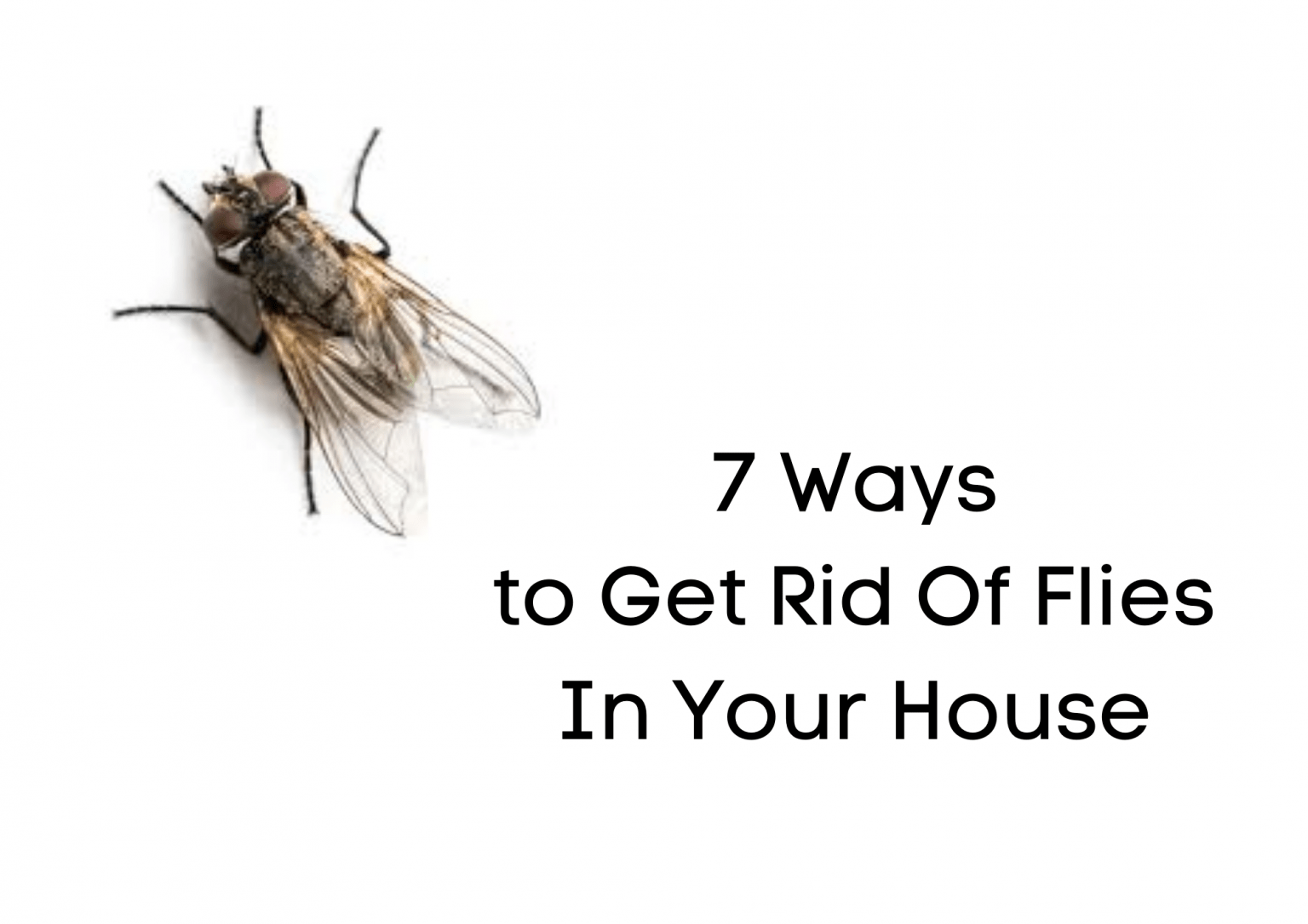 how-to-get-rid-of-fruit-flies