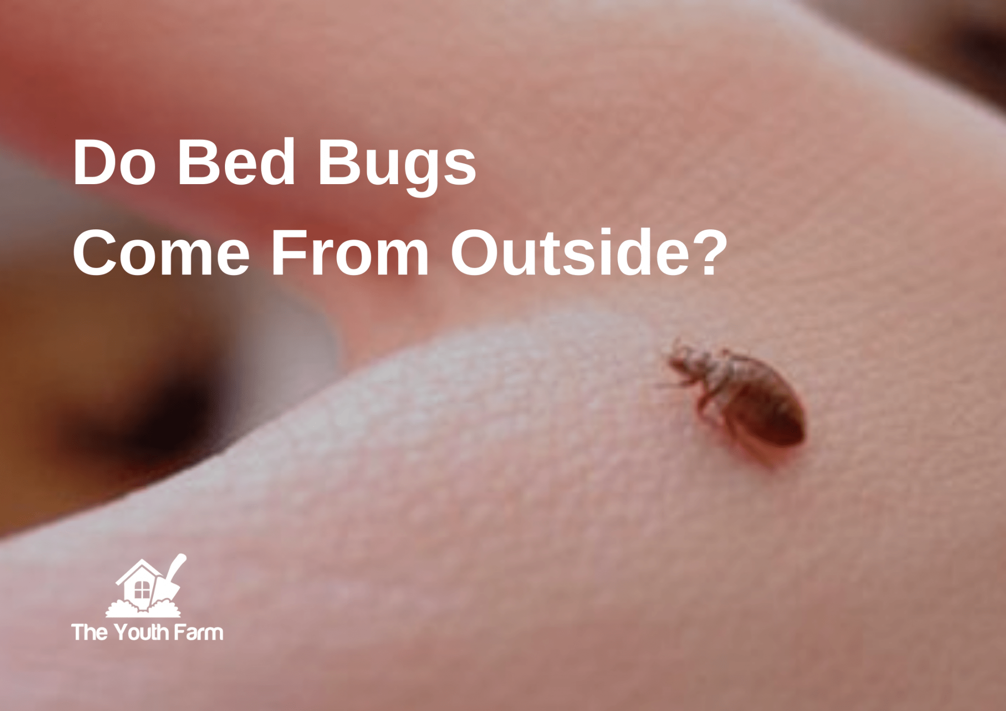 Do Bed Bugs Come From Outside? Everything You Need to Know! TheYouthFarm