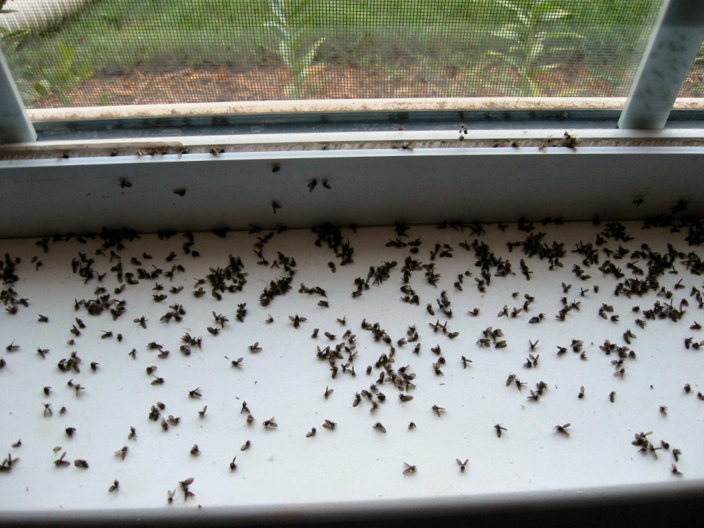 How to Get Rid of Gnats in Your House? (Easy Methods) TheYouthFarm