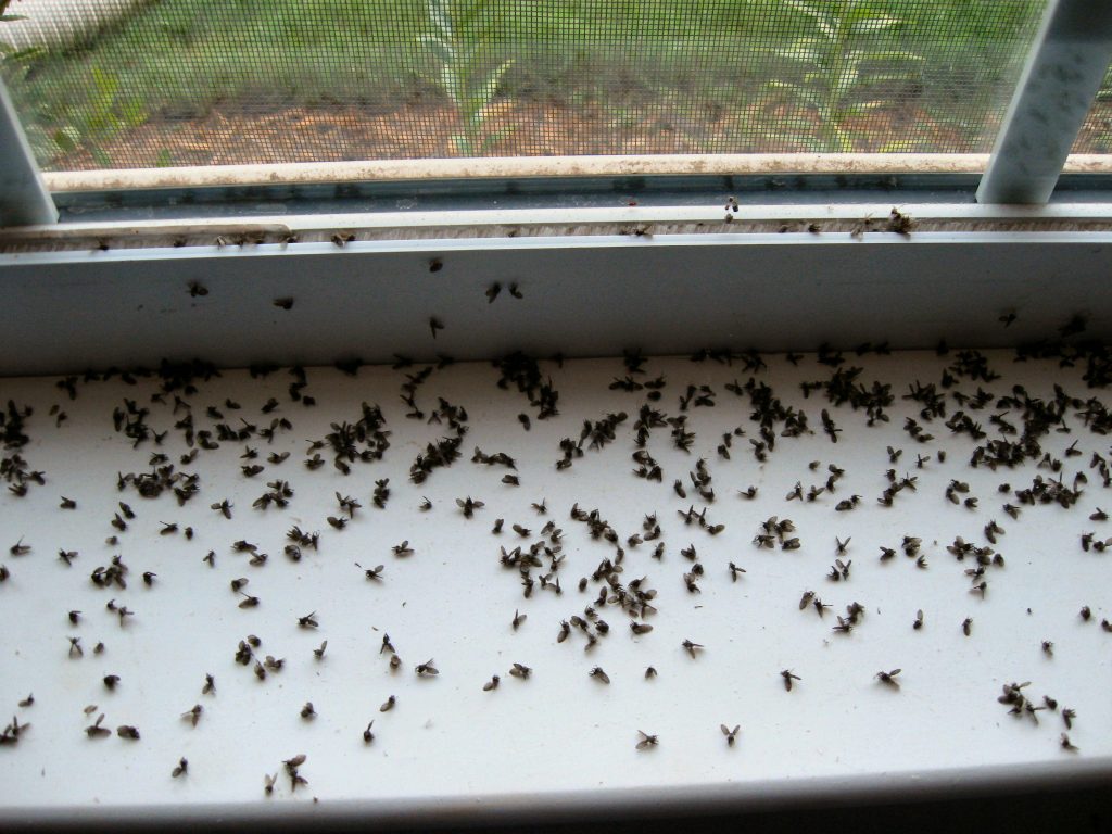 How To Get Rid Of Gnats In Your House Easy Methods TheYouthFarm