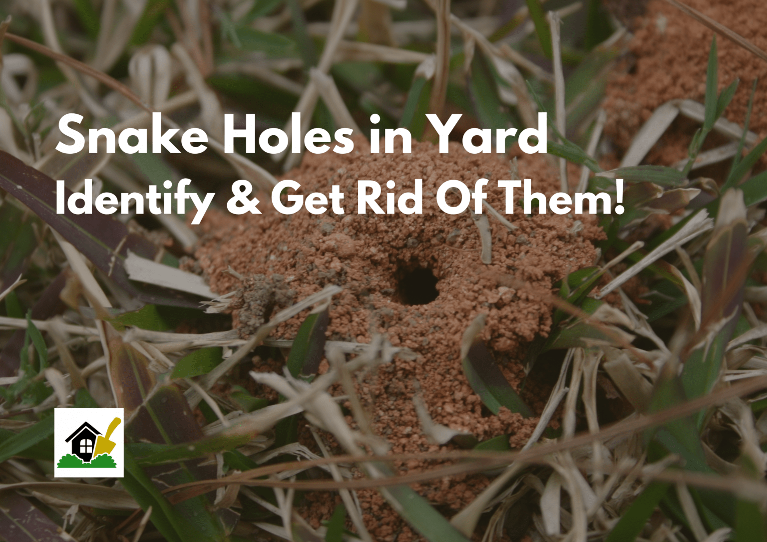 Snake Holes In Yard | Tackling Them In 2022 (Guide) - TheYouthFarm