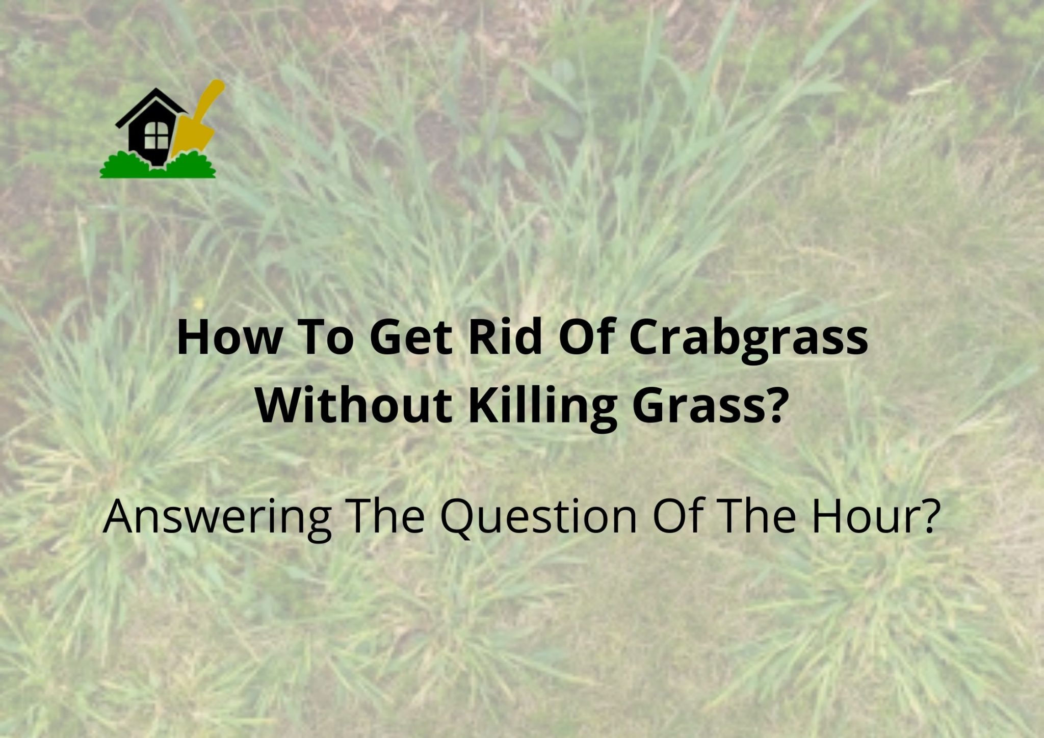 How To Get Rid Of Crabgrass Without Killing Grass The Perfect Methods Theyouthfarm 2712