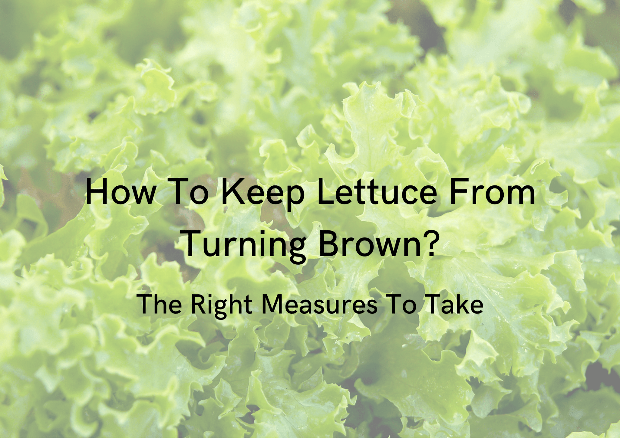 How To Keep Lettuce From Turning Brown All Possible Measures 