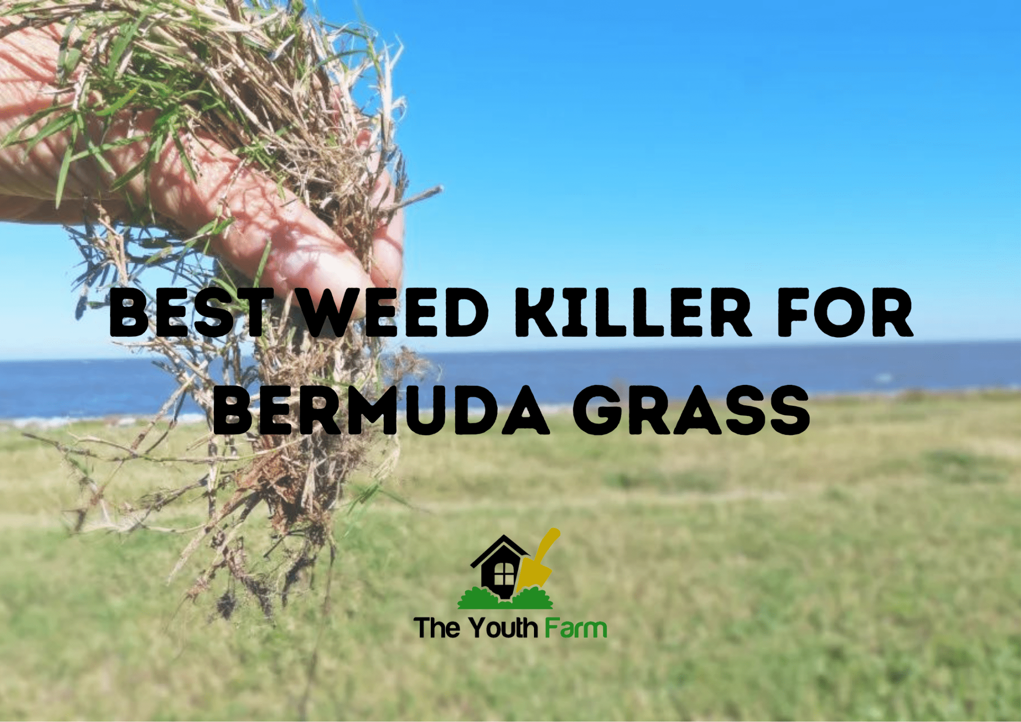 11 Best Weed Killer For Bermuda Grass Effective Picks TheYouthFarm